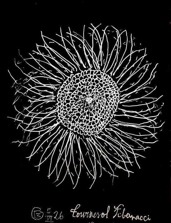 Tournesol Fibonacci, 2026