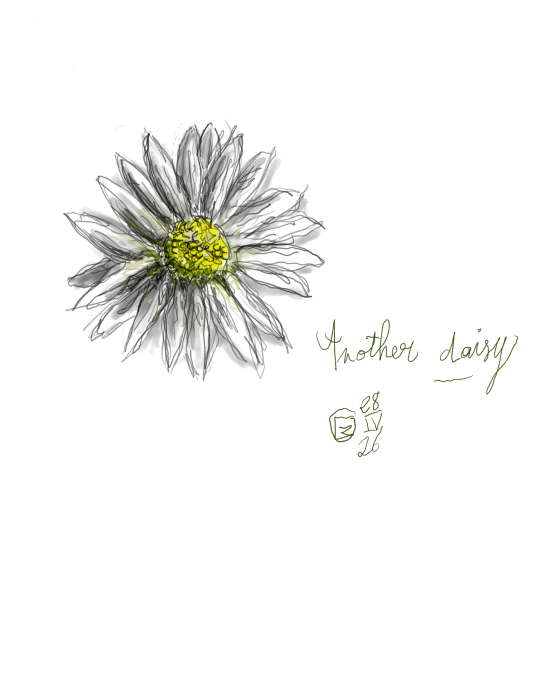 Just another daisy, 2026